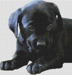 (image for) Black Lab Puppy 2